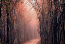 巴黎圣日耳曼将在今天开始展出欧冠奖杯